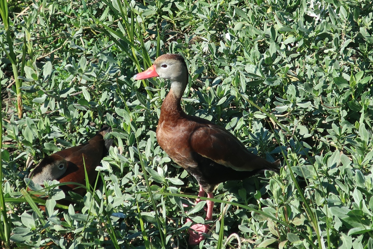 E Black-Bellied Whistling-Duck 0096