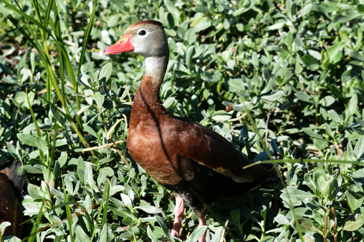 E Black-Bellied Whistling-Duck 4357