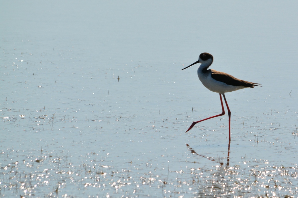 E Black-necked Stilt  4178