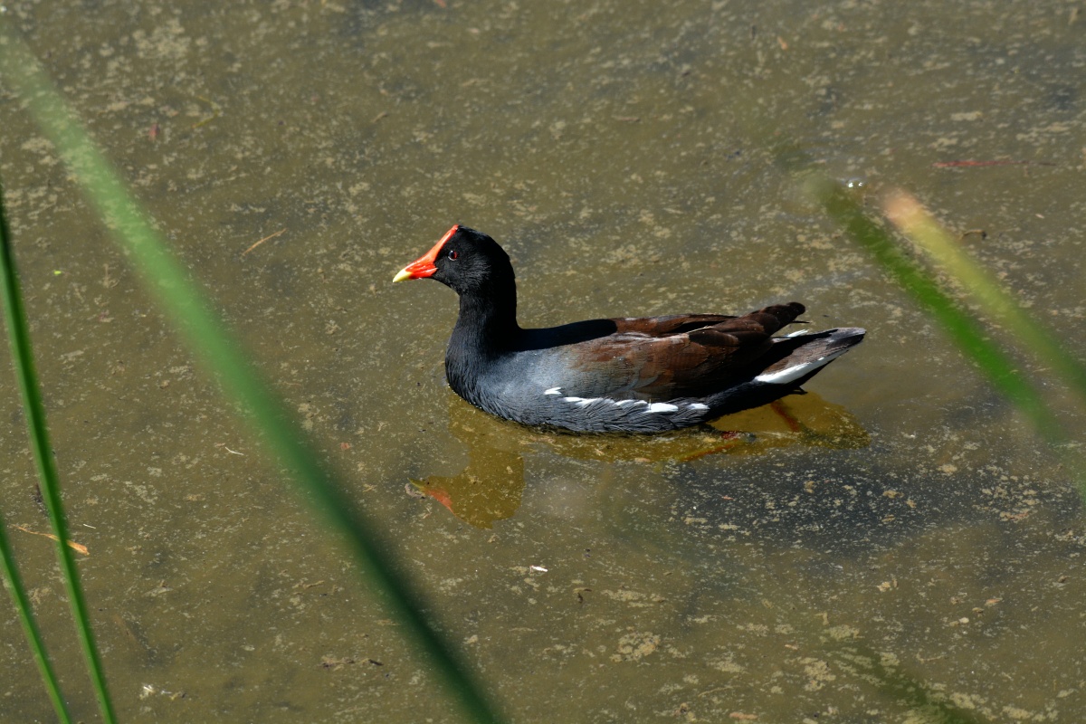 E Common Gallinule  4367