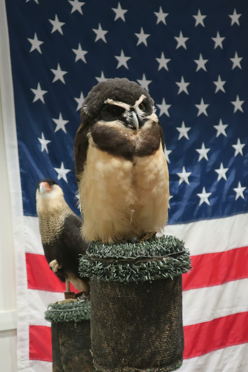 E Crested caracara at the back and Spectacled owl