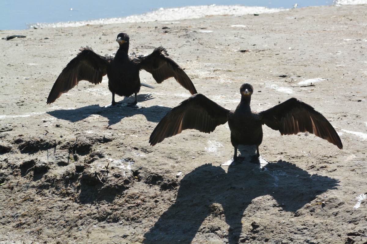 E Double crested Cormorant 4112