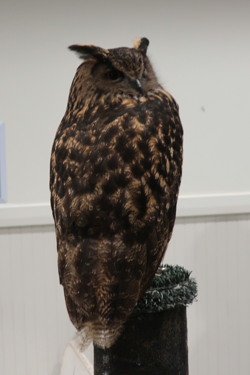 E Eagle owl  0118