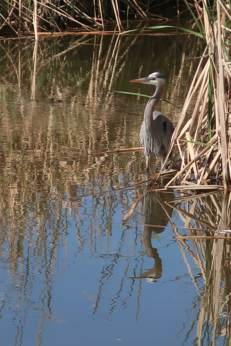 E Great Blue Heron 0088