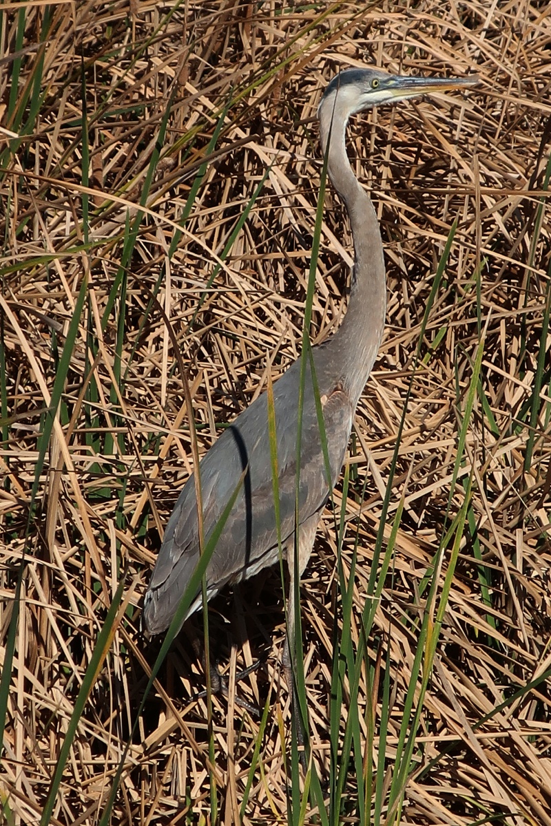 E Great Blue Heron 0101