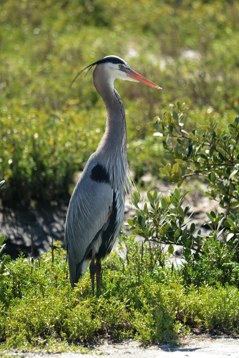 E Great Blue Heron 4120