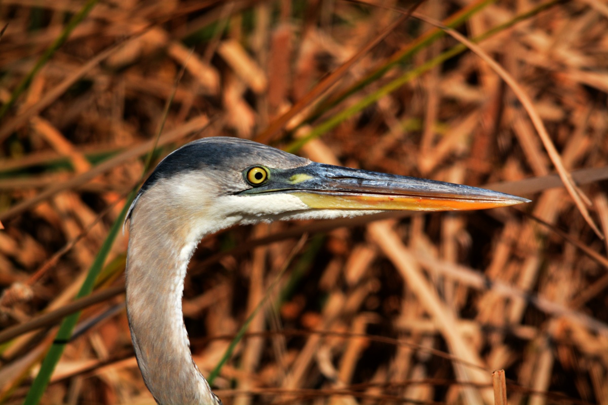 E Great Blue Heron 4374