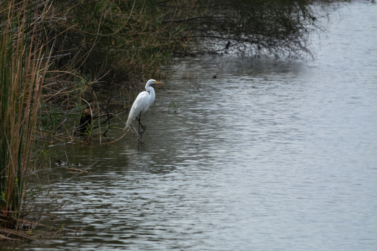 E Great Egret 4467