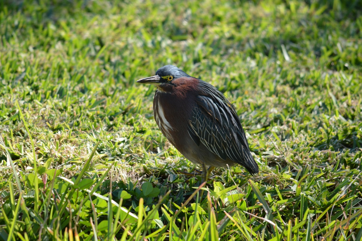 E Green Heron  4455