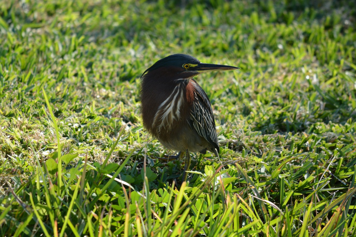 E Green Heron  4461