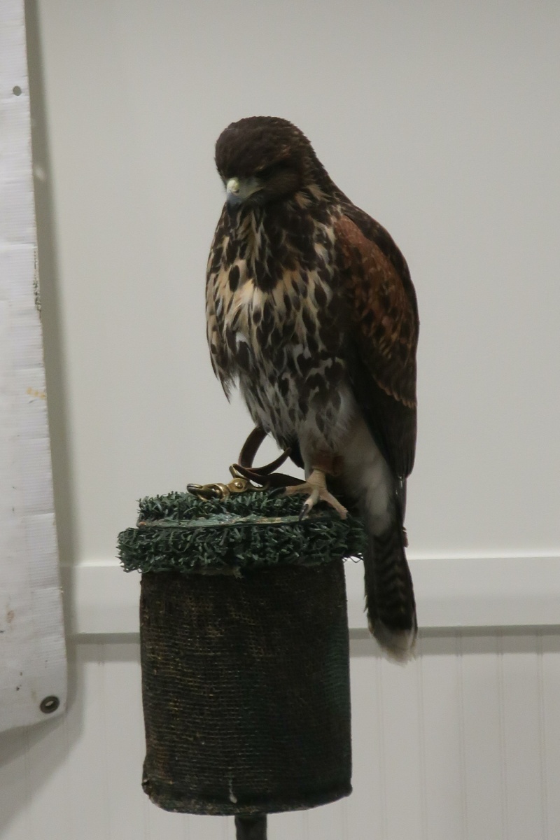 E Immature Harris's hawk  0119