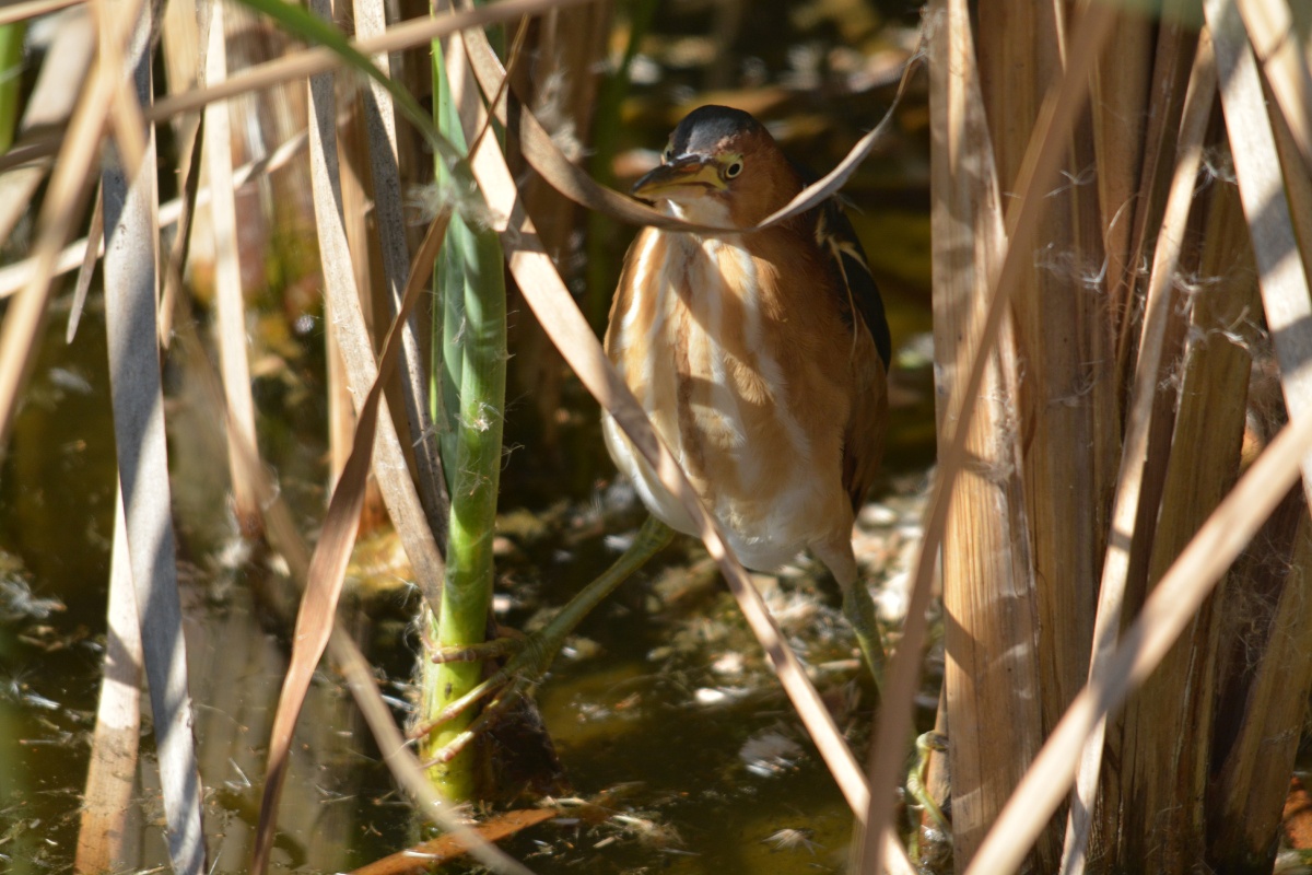 E Least Bittern 4429