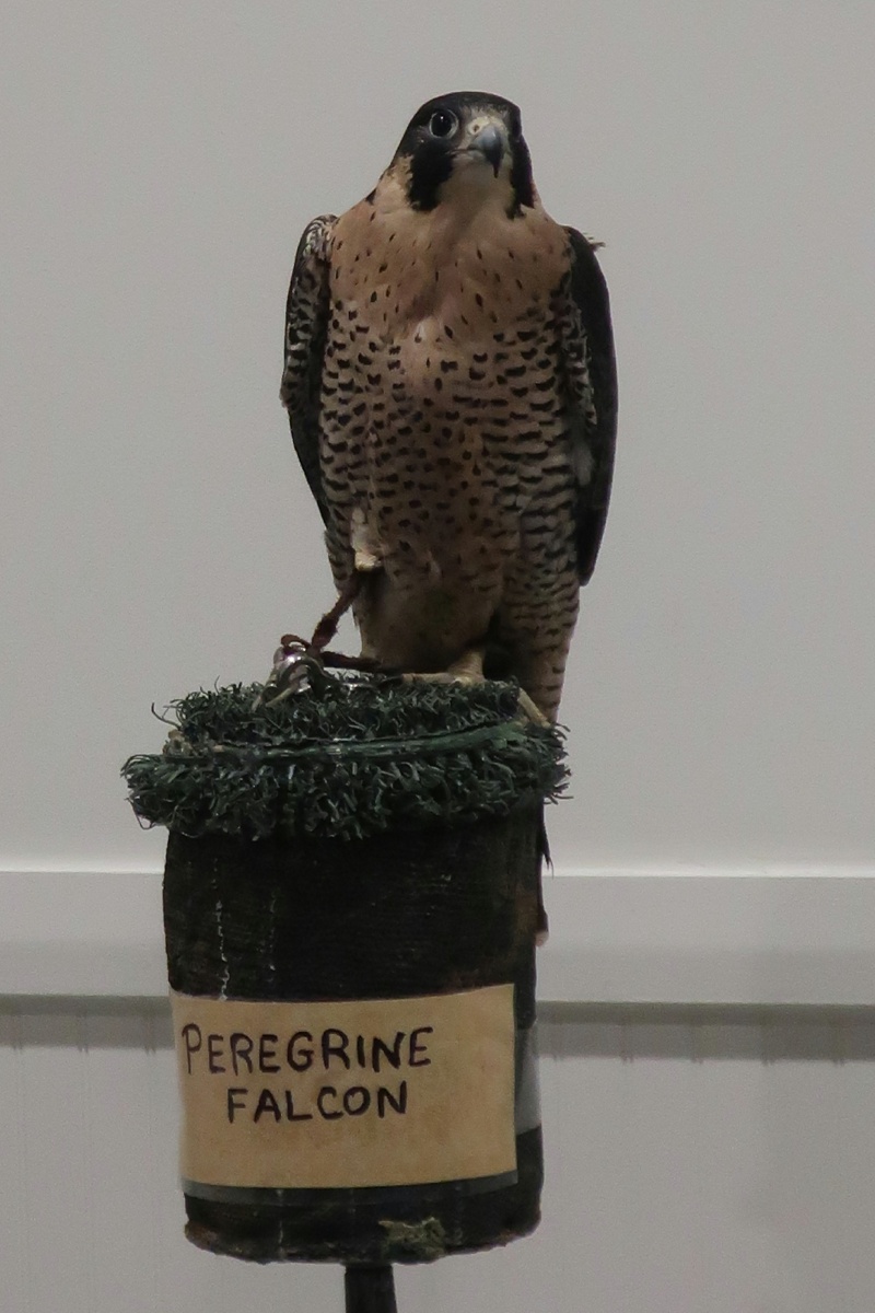 E Pergrine Falcon 0132