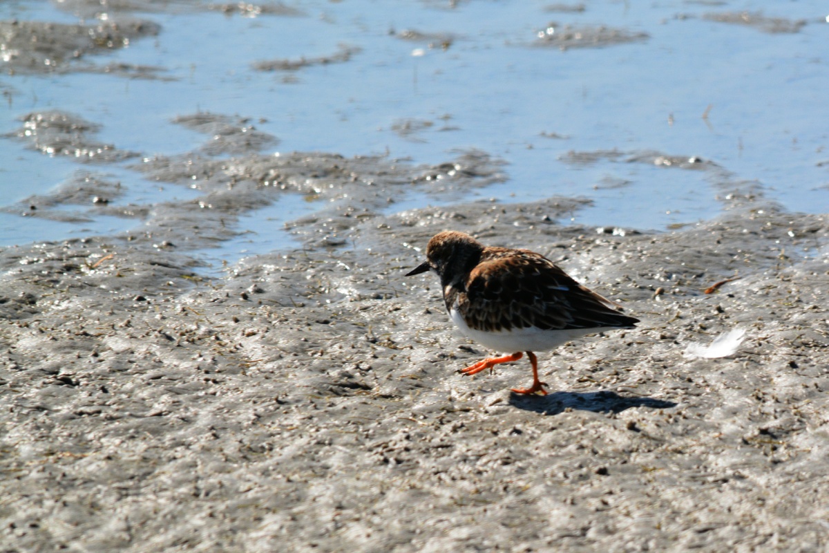 E Ruddy Turnstone  4289