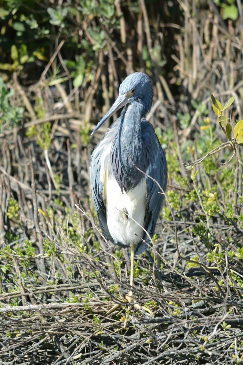 E Tricolored Heron  4148