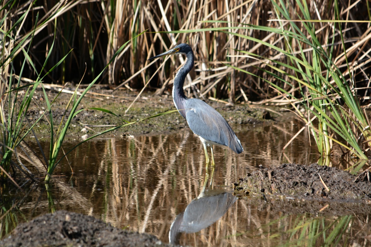 E Tricolored Heron  4318