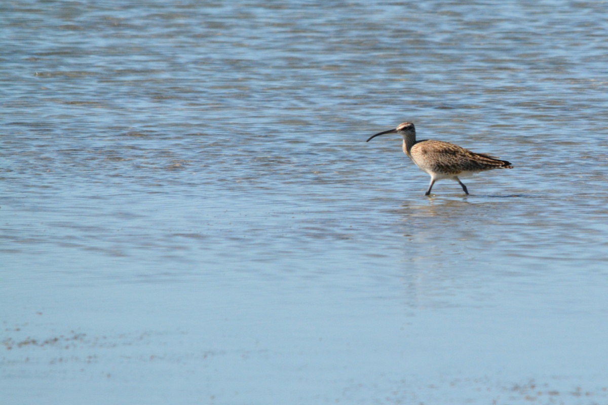 E Whimbrel  4219