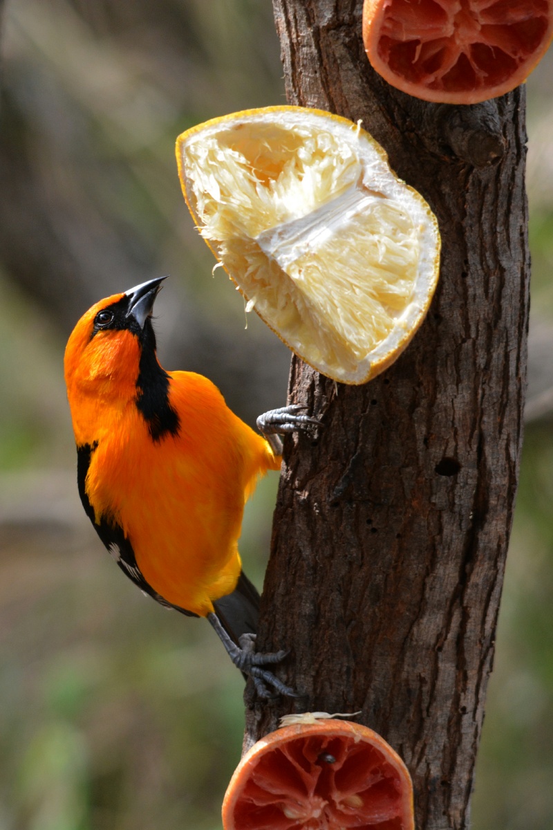 F Altamira Oriole 4635