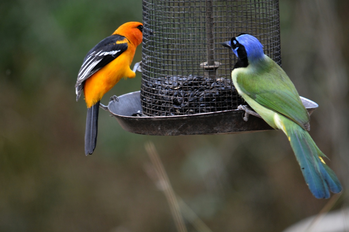 F Altamira Oriole with Green Jay 4632