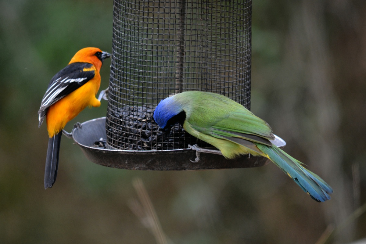 F Altamira Oriole with Green Jay 4634
