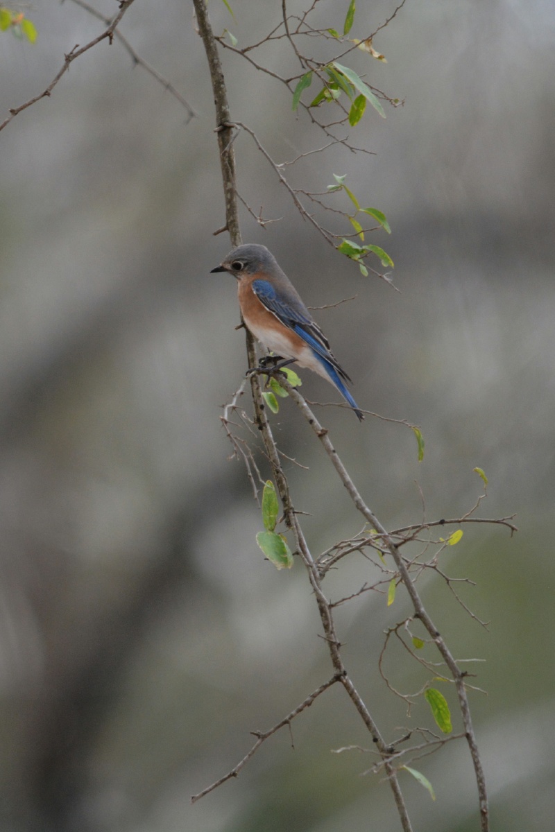 F Eastern bluebird  4474