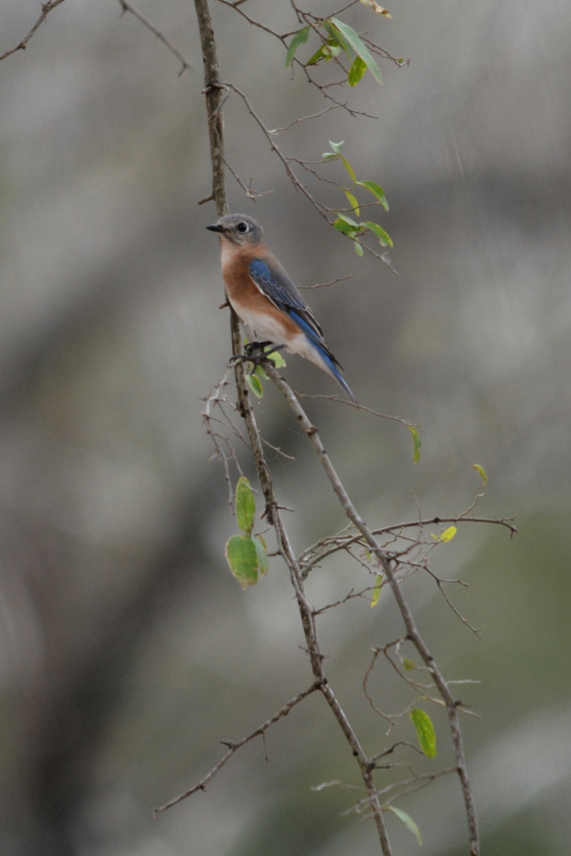 F Eastern bluebird  4481