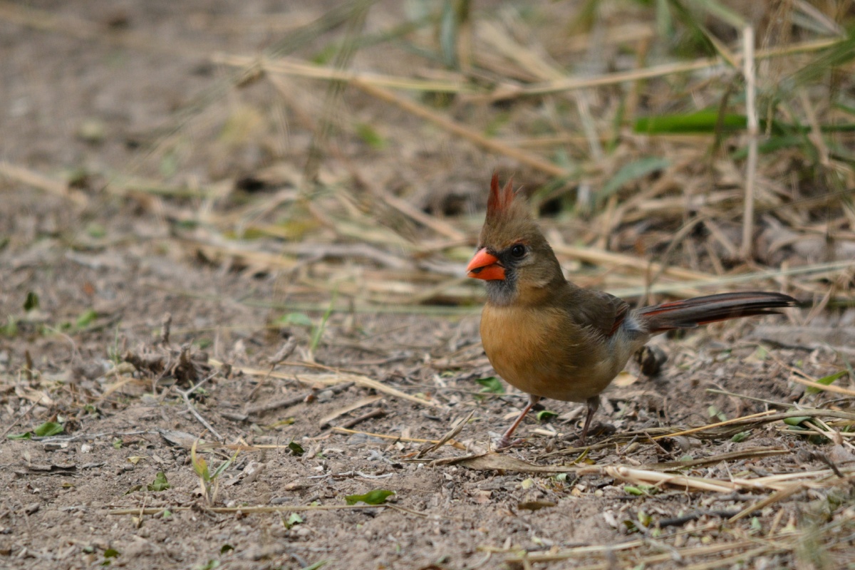 F Female Cardinal 4508