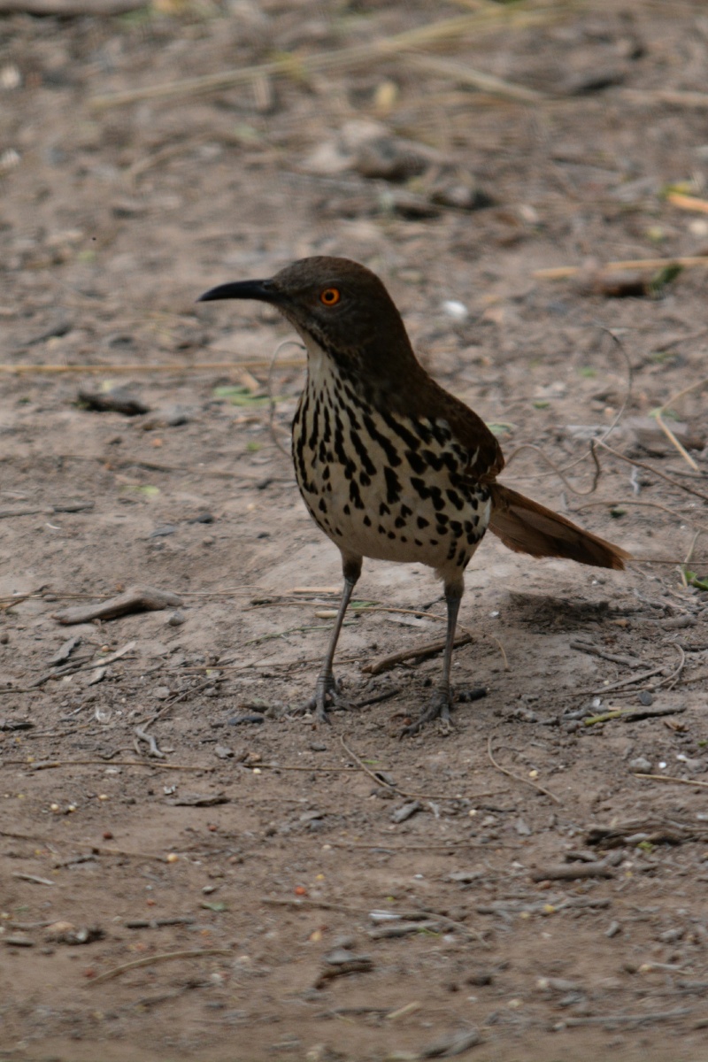 F Long-billed Thrasher  4661