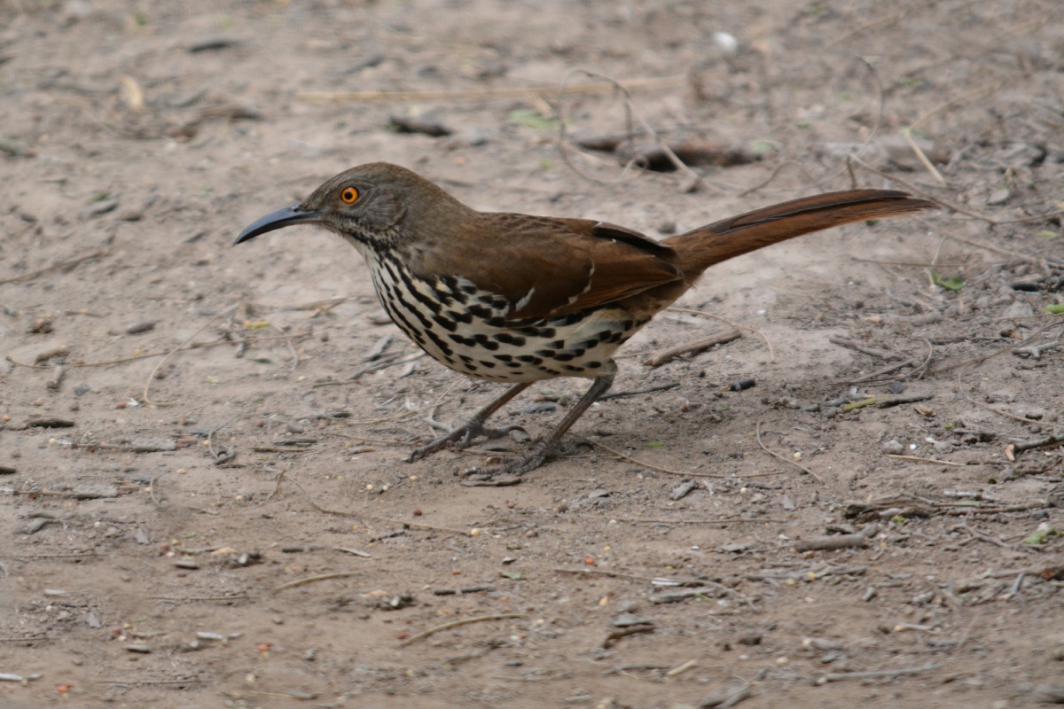 F Long-billed Thrasher  4663