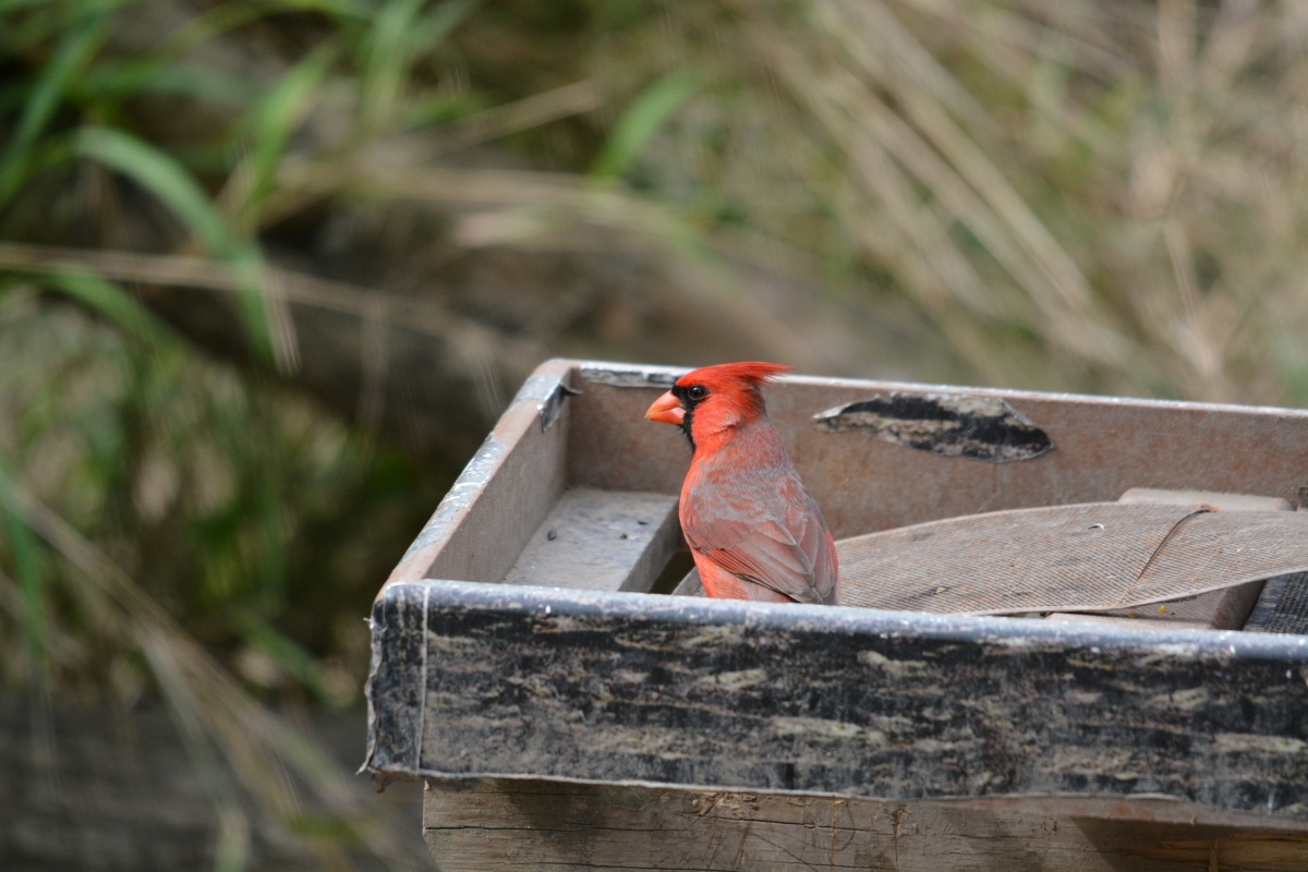 F Male Cardinal 4571