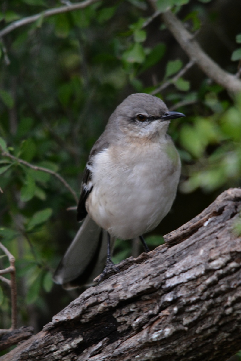 F Northern Mockingbird  4525