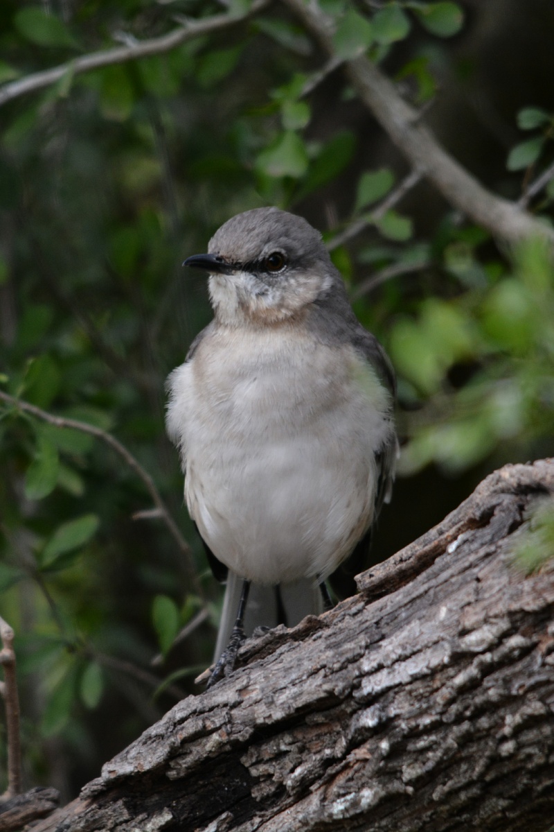 F Northern Mockingbird  4535