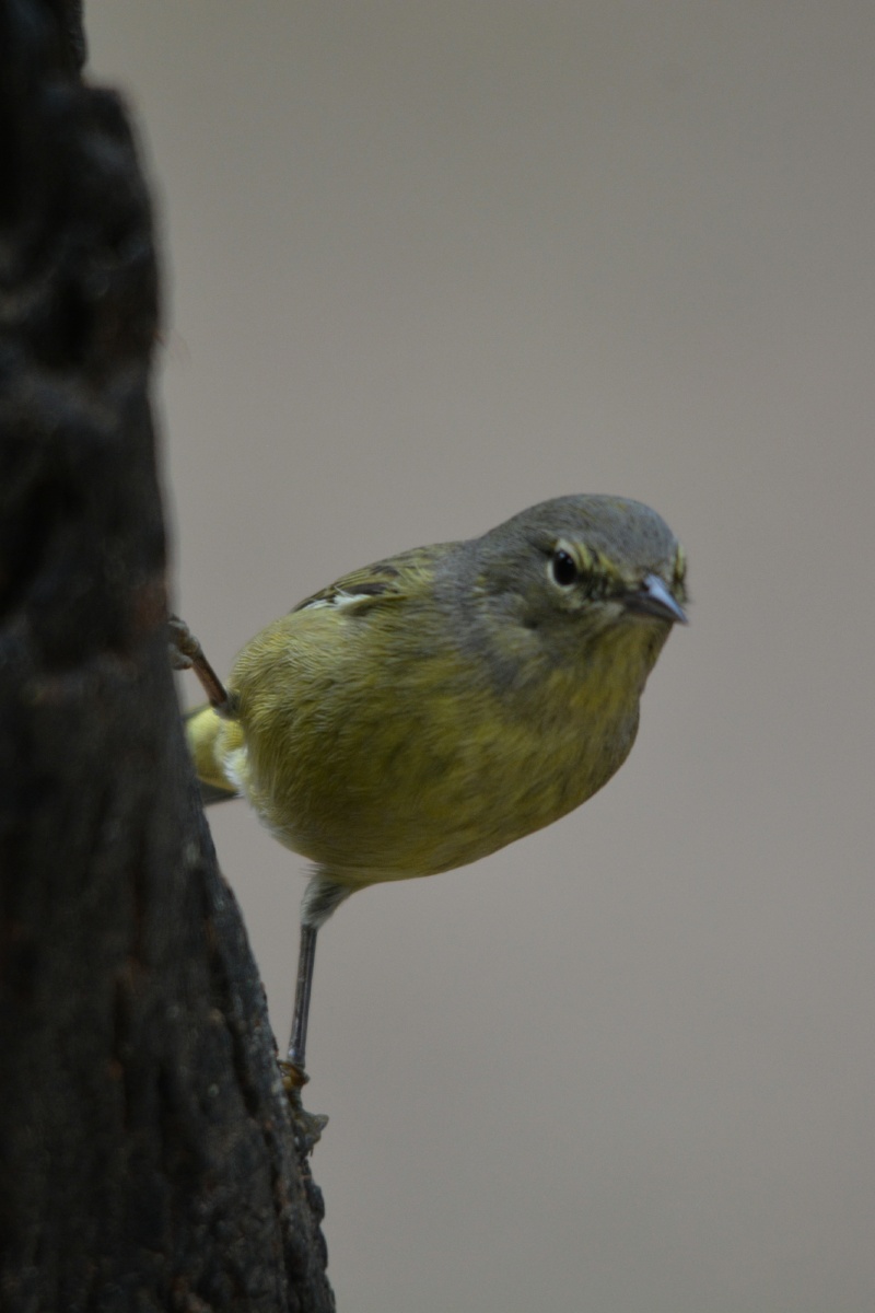 F Orange-crowned Warbler  4665