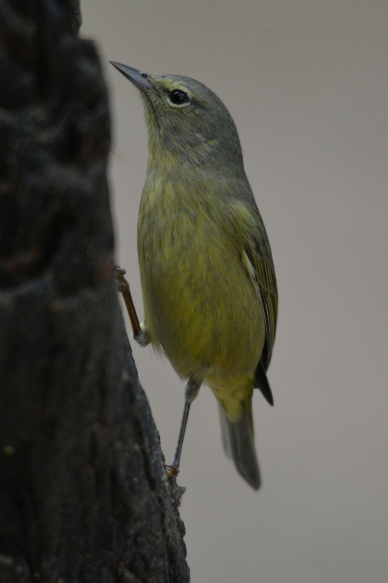 F Orange-crowned Warbler  4673