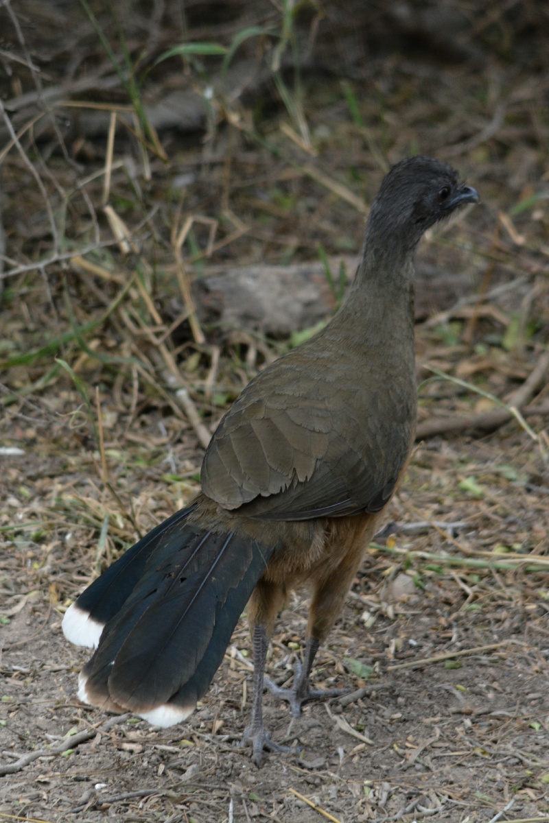 F Plain Chachalaca  4701