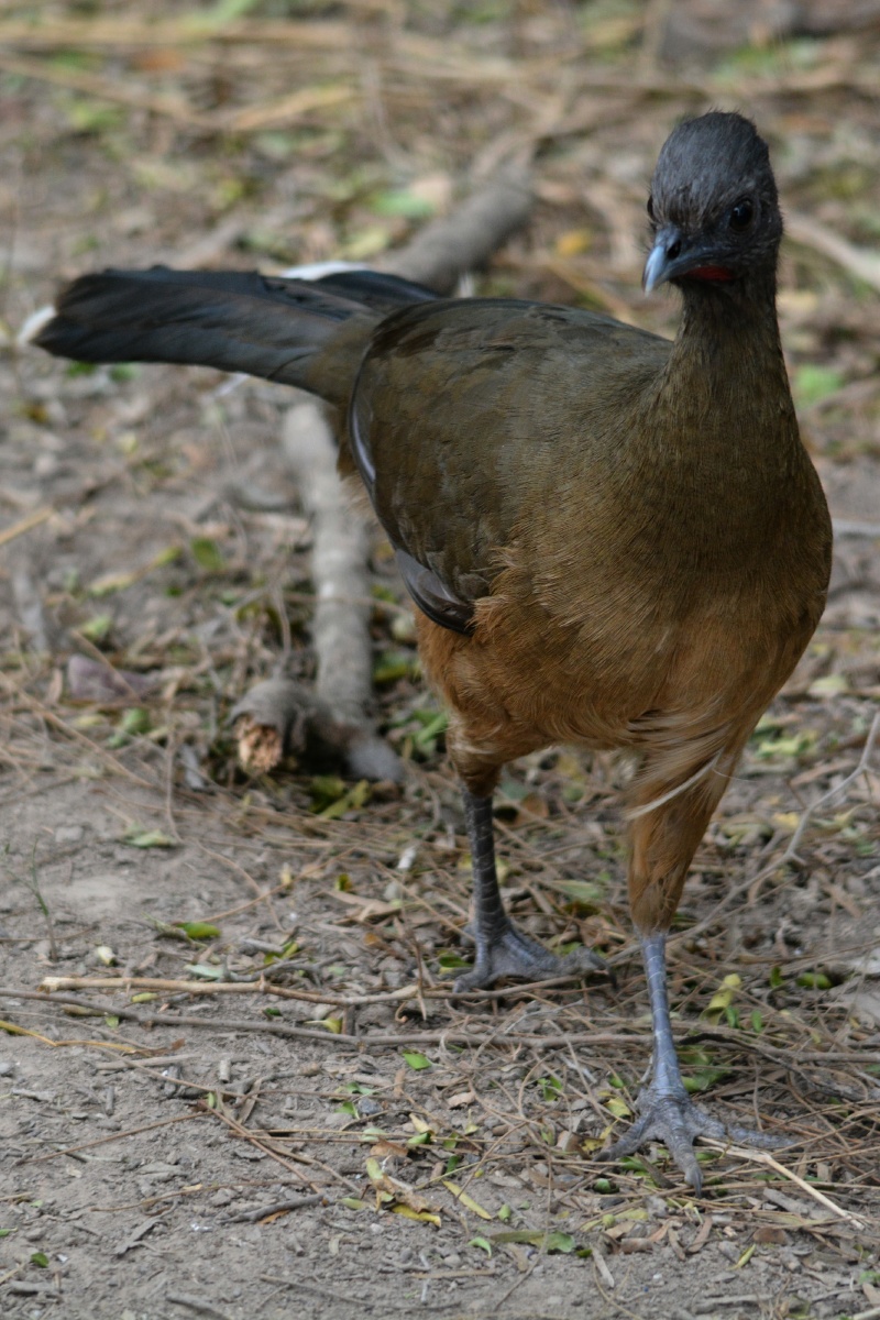 F Plain Chachalaca  4709