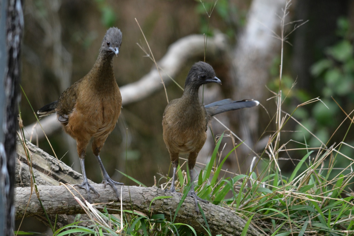 F Plain Chachalaca  4746