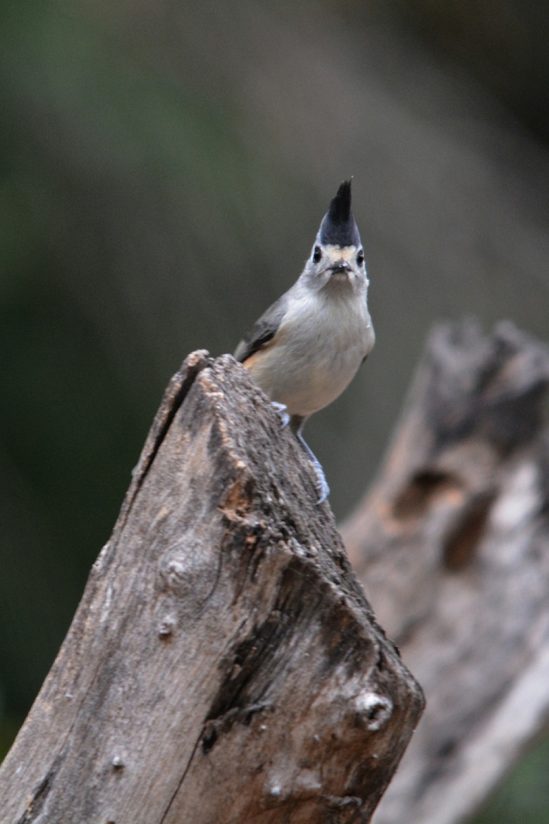 FF Black-crested titmouse 4898