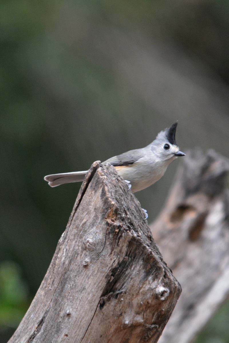 FF Black-crested titmouse 4900