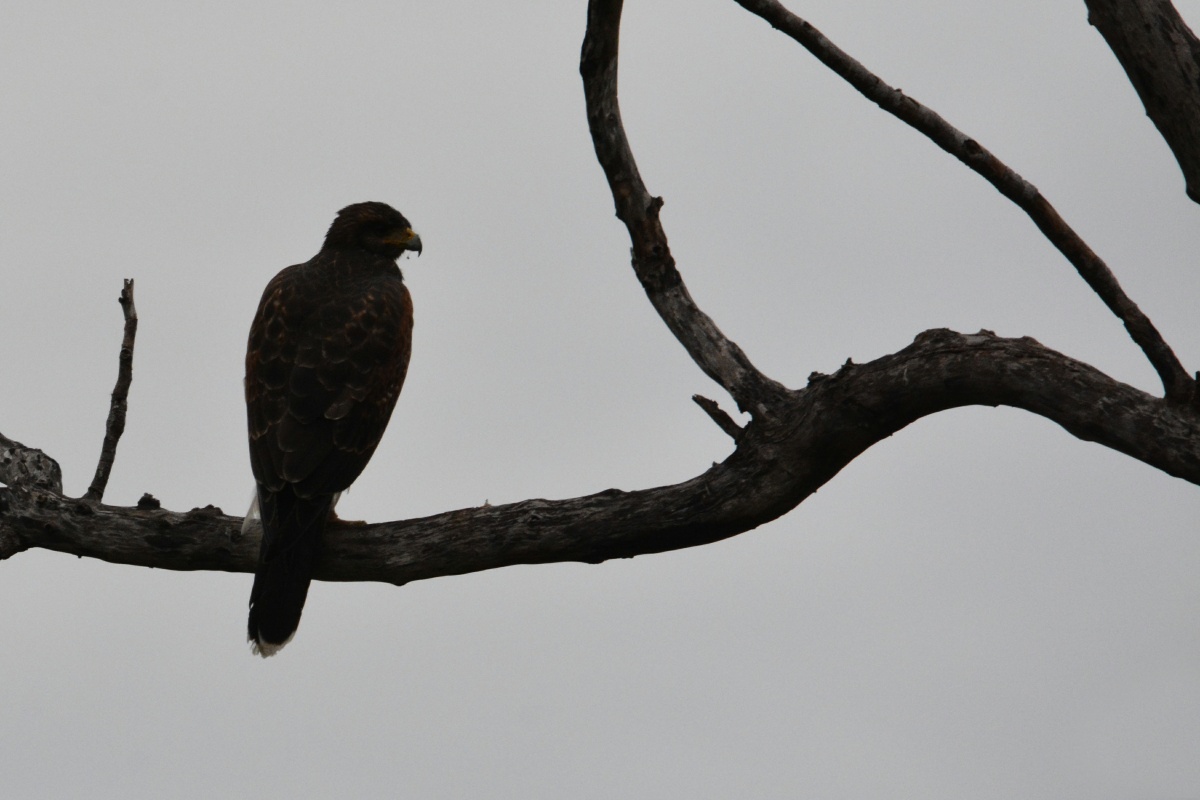 FF Juvenile Harris's hawk 4916