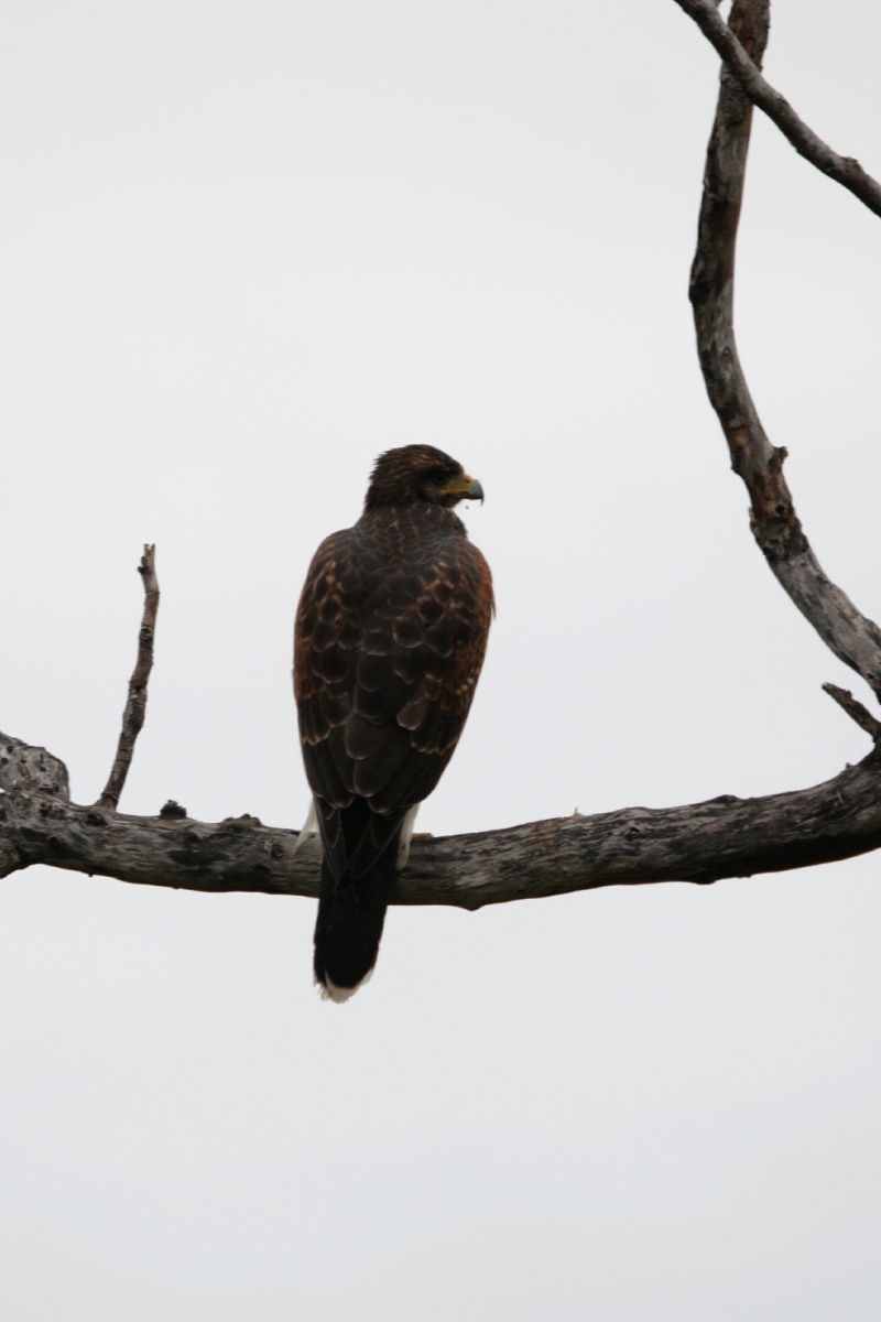 FF Juvenile Harris's hawk 4936