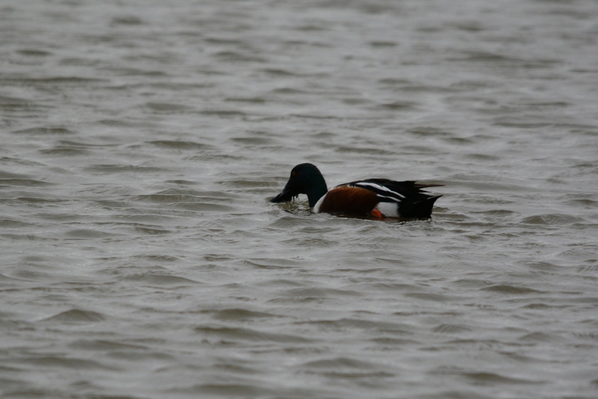 FF Northern shoveler  4795