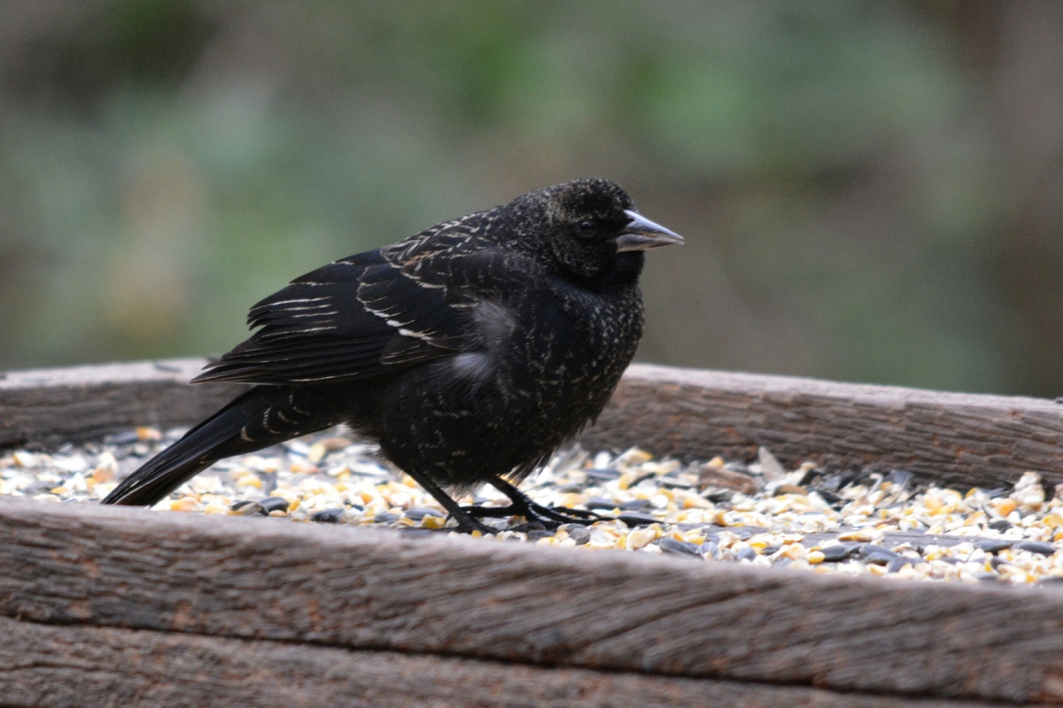 FF Red-winged blackbird 4881