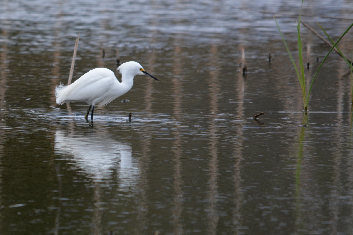 FF Snowy Egret 4836