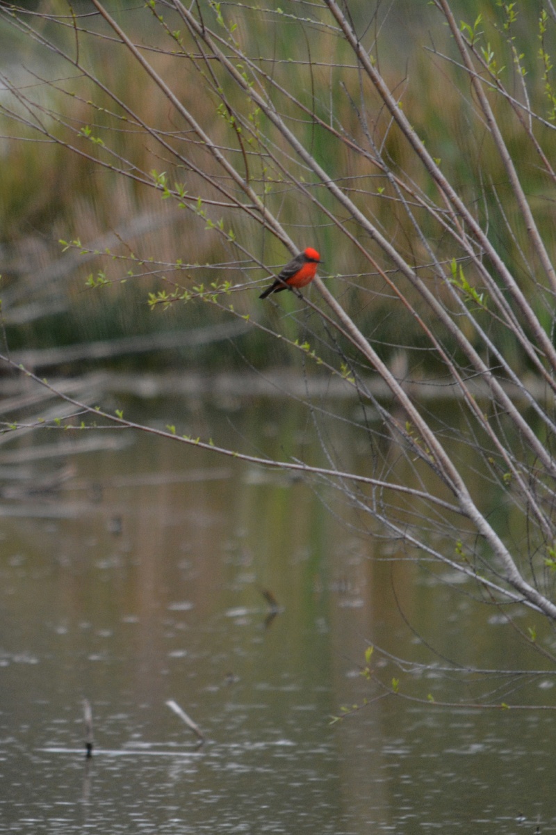 FF Vermilion flycatcher 4848