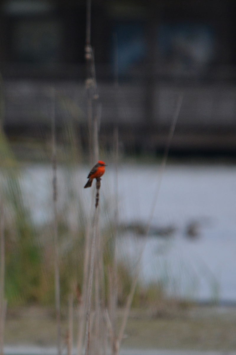 FF Vermilion flycatcher 4867