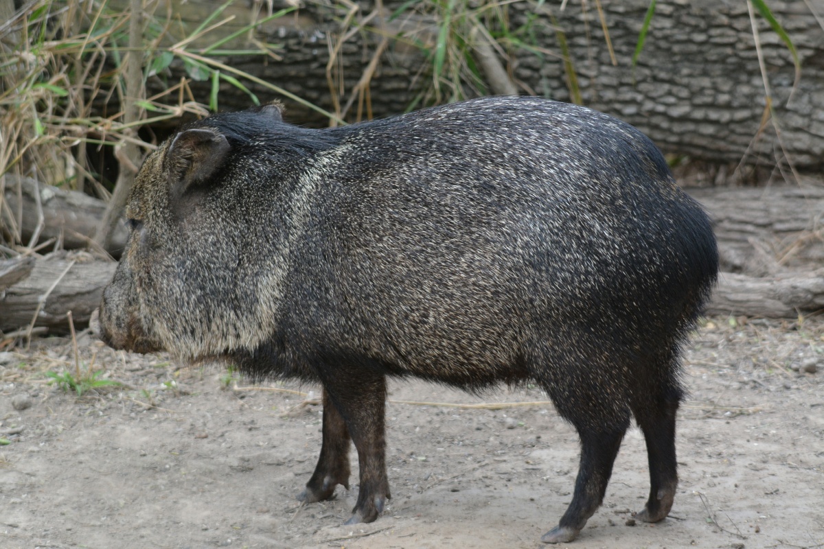 G Javelina 4682