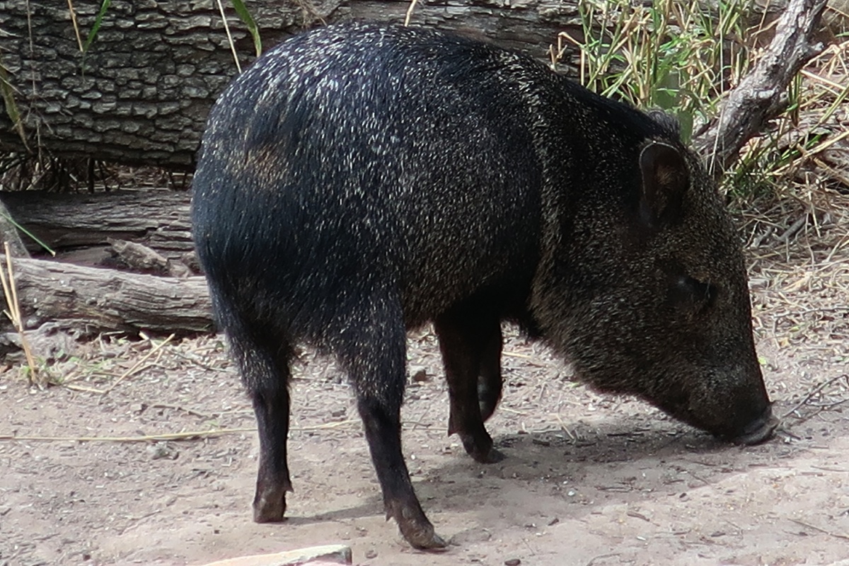 G Javelina Javelina 0138