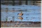 E American Wigeon  4166