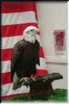 E Bald Eagle 0126